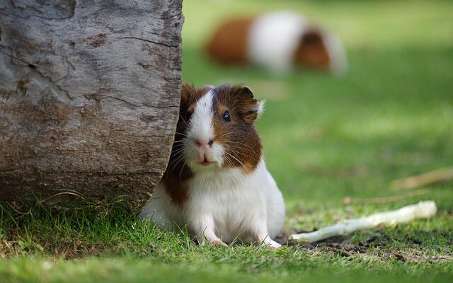 Derfor skal du købe marsvinspåner hos burnit