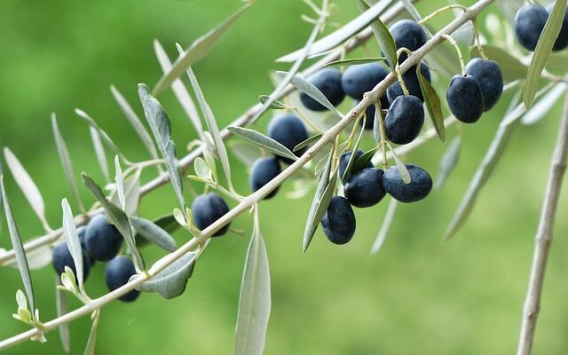 Sort oliventræ som prydplante: Inspiration til haven