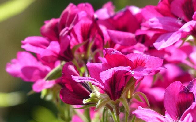 Farverige favoritter: De mest populære pelargonie-sorter i danmark