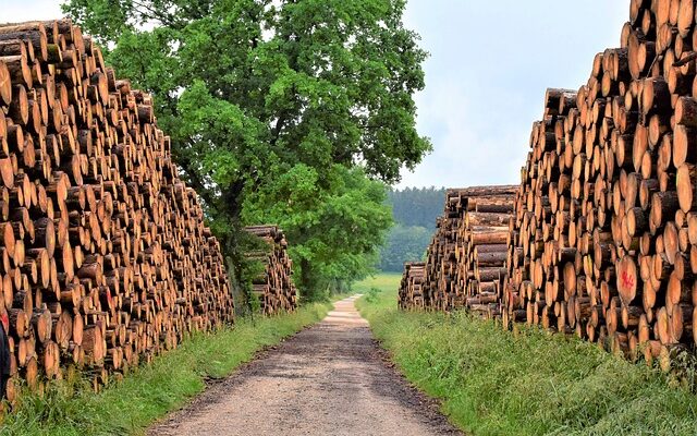 Bæredygtighed og træbænke: Hvordan kan vi bevare vores skove?